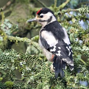 Great Spotted Woodpecker