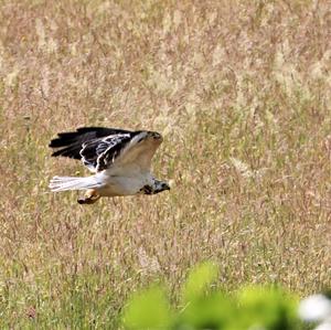 Common Buzzard