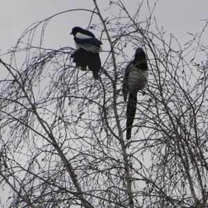 Black-billed Magpie