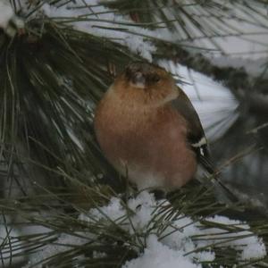 Eurasian Chaffinch