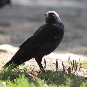 Eurasian Jackdaw