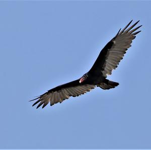 Turkey Vulture