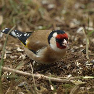 European Goldfinch