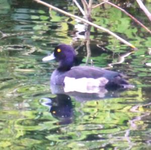 Tufted Duck