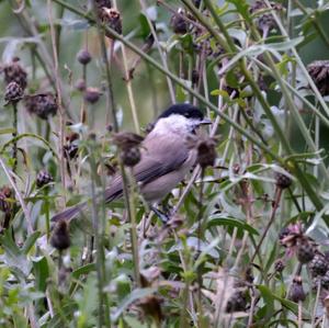 Marsh Tit