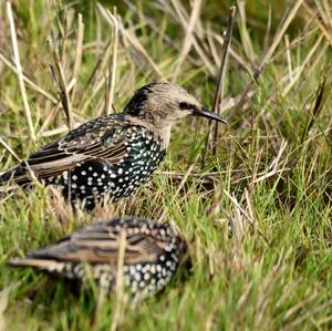 Common Starling