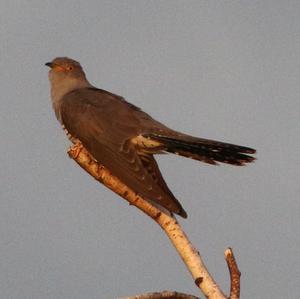 Common Cuckoo