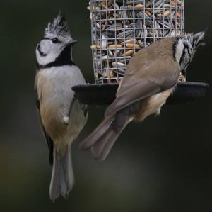 Crested Tit