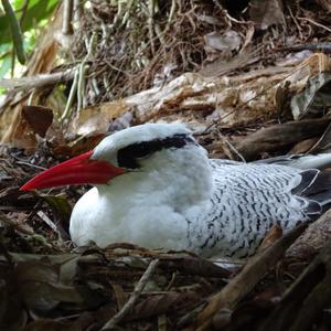 Rotschnabeltropikvogel