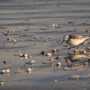 Sanderling