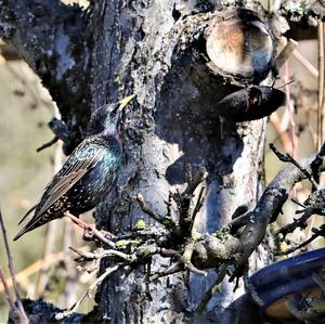 Common Starling