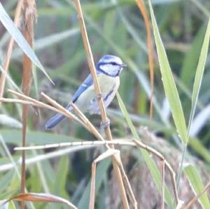 Blue Tit