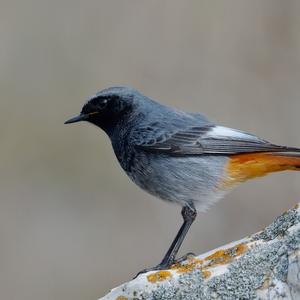 Black Redstart