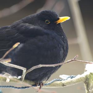 Eurasian Blackbird