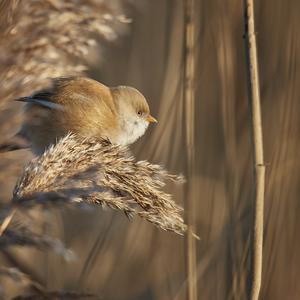 Bearded Parrotbill