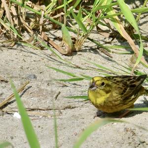 Yellowhammer