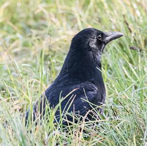 Carrion Crow