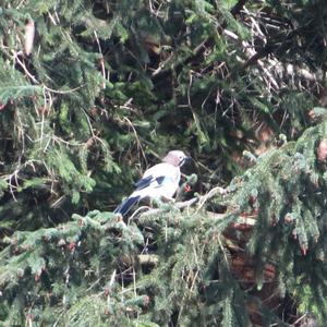 Eurasian Jay