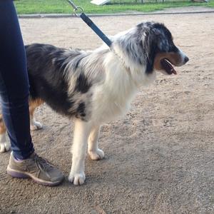 Australian Shepherd