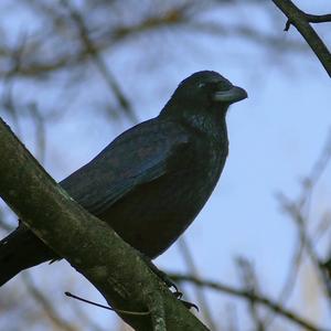 Carrion Crow