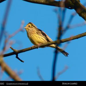 Alpine Citril Finch