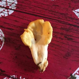 Chanterelle, Common