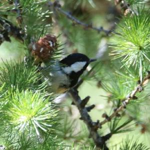 Coal Tit