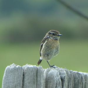 European stonechat