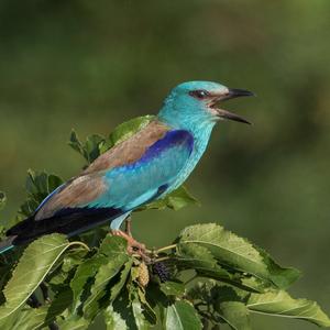 European Roller