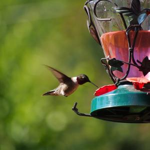 Ruby-throated Hummingbird