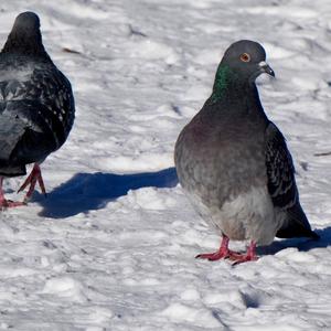 Rock Pigeon