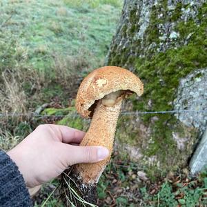 Scaly Pholiota