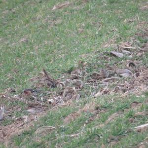 Eurasian Chaffinch