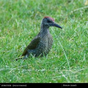 Eurasian Green Woodpecker