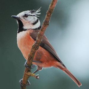 Crested Tit