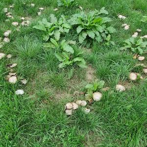 Meadow Agaric