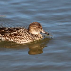 Common Teal