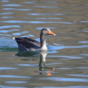 Greylag Goose