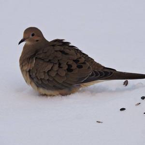 Mourning Dove