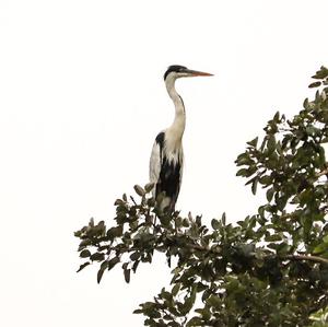 Cocoi Heron