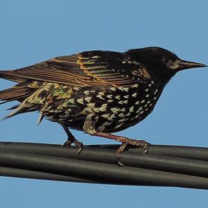 Common Starling