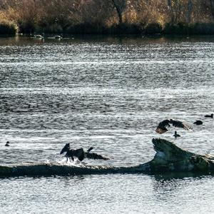 Great Cormorant