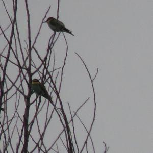 European Bee-eater