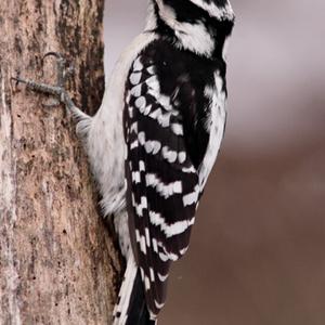 Downy Woodpecker