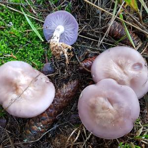 Wood Blewit