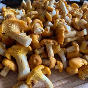 Chanterelle, Common