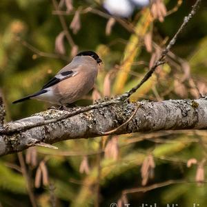 Eurasian Bullfinch