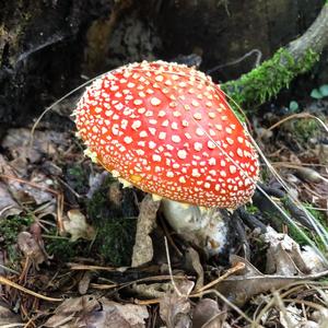 Fly Agaric