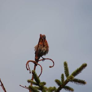 Red Crossbill