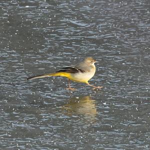 Grey Wagtail